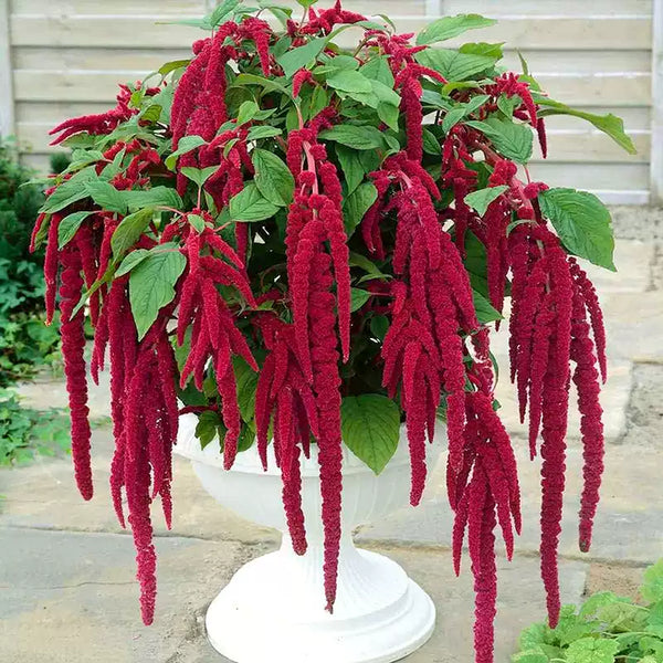 Love-Lies-Bleeding Red Amaranthus Seeds