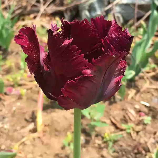 Tulipa Black Parrot Tulip Bulbs