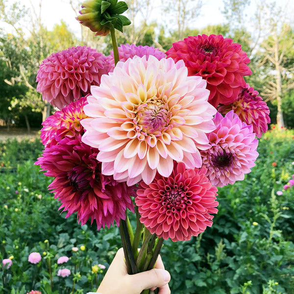 Ball Mix Dahlia Seeds