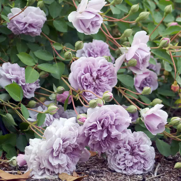 Rainy blue Repeat Blooming Lavender Climbing Rose