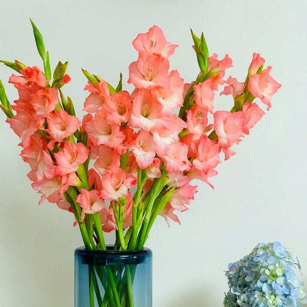 Indian Summer Gladiolus Flower Bulbs