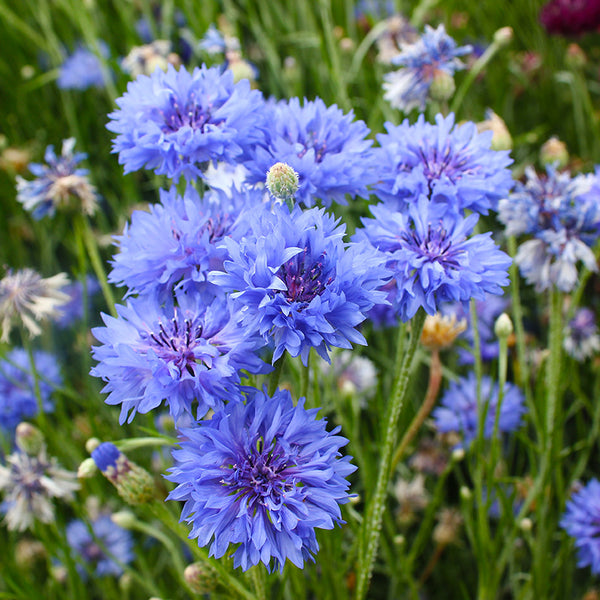 Tall Blue Boy Organic Centaurea Seeds