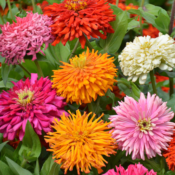 Giant Zinnia Seeds - Cactus Mix