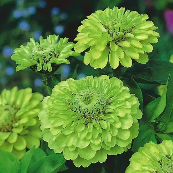 Picks Lime Zinnia Seeds