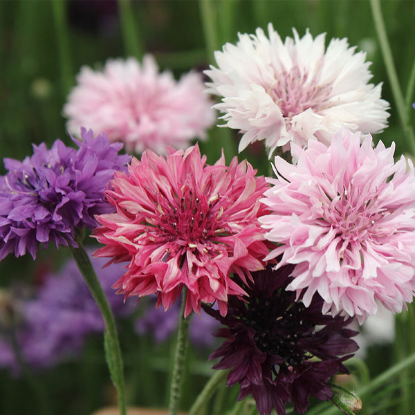 'Polka Dot Mix' Dwarf Centaurea Seeds