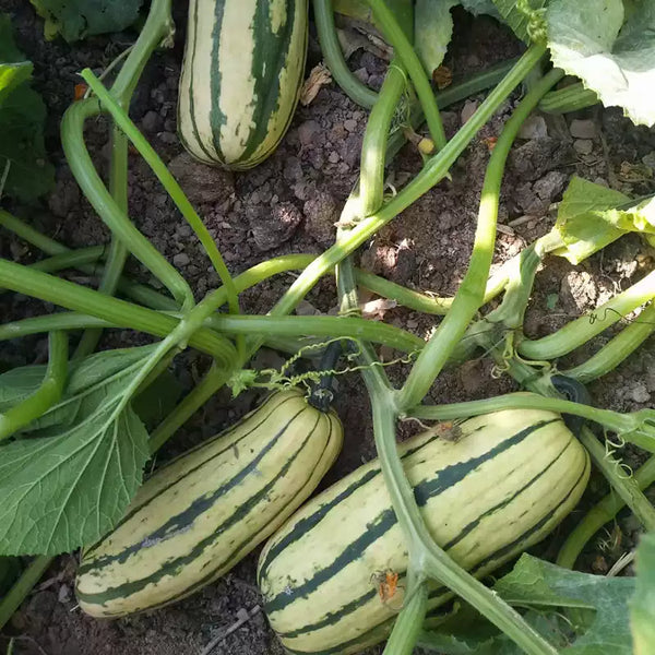 Delicata Organic Winter Squash Seeds