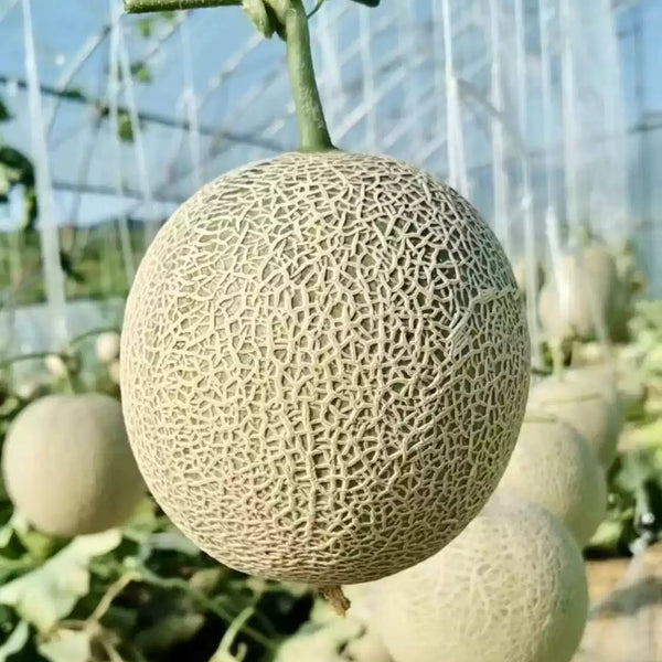 Athena Hybrid Melon Cantaloupe Seeds