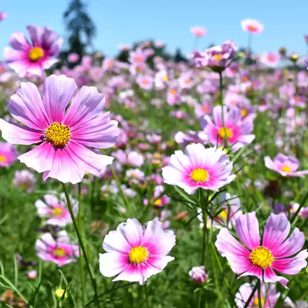 Daydream Cosmos Seeds