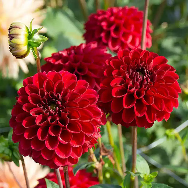 Cornel Ball Dahlia Bulbs