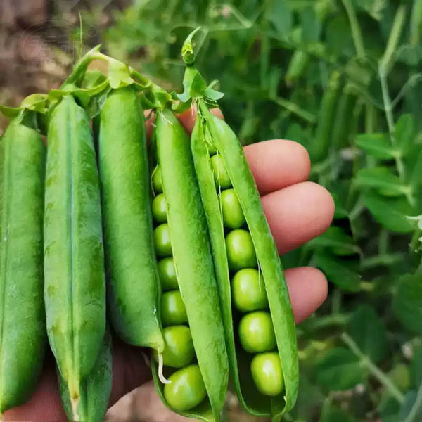 Green Arrow Pea Seeds