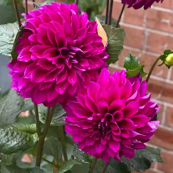 Purple 'Le Baron' Dahlia Bulb