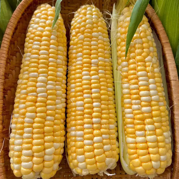 Serendipity Triplesweet Hybrid Sweet Corn Seeds