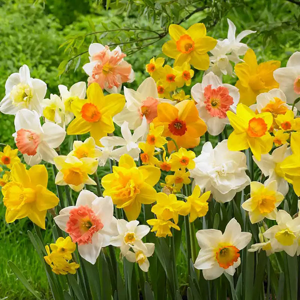 All Spring Mix Daffodil Bulbs