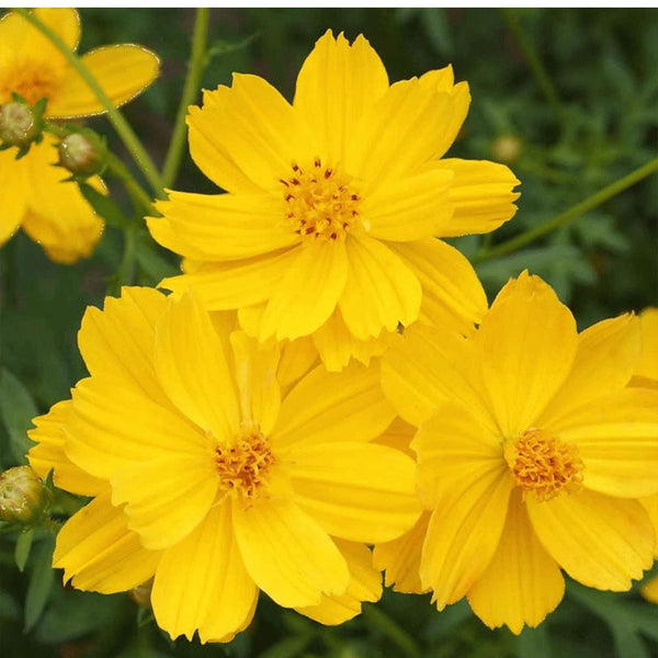 Cosmic Yellow Cosmos Flower Seeds