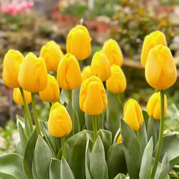 Golden Parade Tulip Bulbs