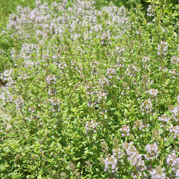 English Organic Thyme Seeds