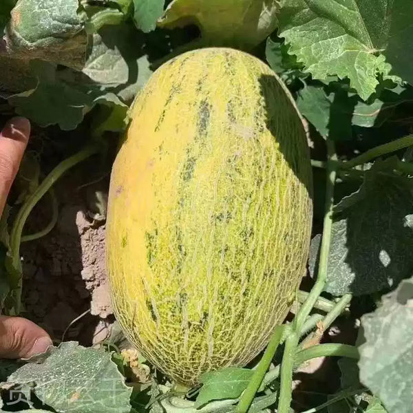 Lambkin Hybrid Melon Seeds