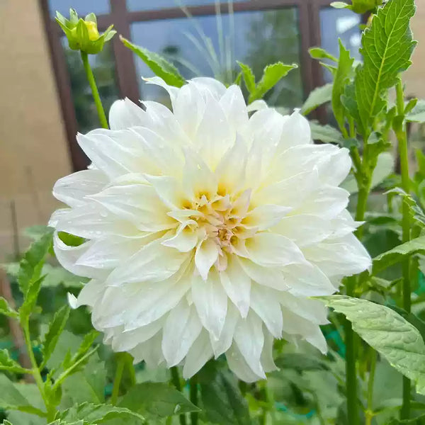 White 'Fleurel' Dahlia Bulb