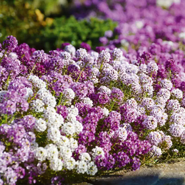 Pastel Carpet Sweet Alyssum Seeds