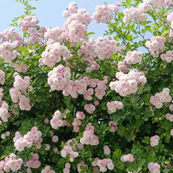 Cécile Brunner Climbing Rose