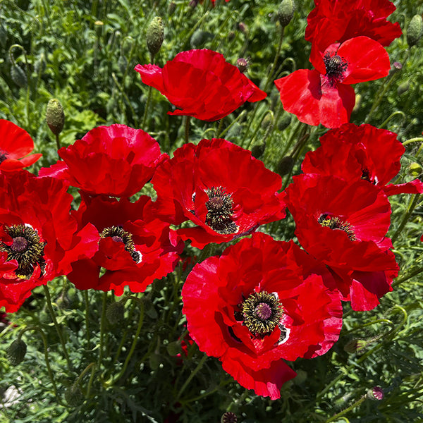 Great Scarlet Poppy Seeds