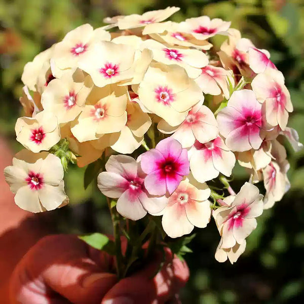 Phlox 'Amazing Grace' Seed