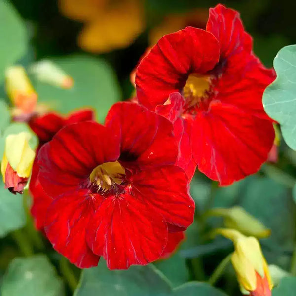 Baby Rose Nasturtium Seeds