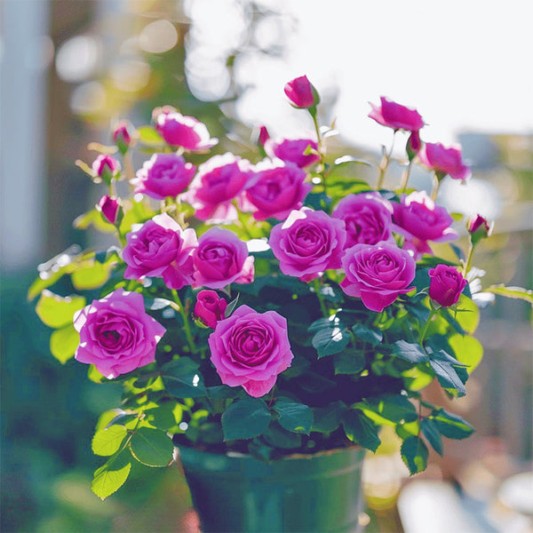 Purple Heirloom Hybrid Tea Rose