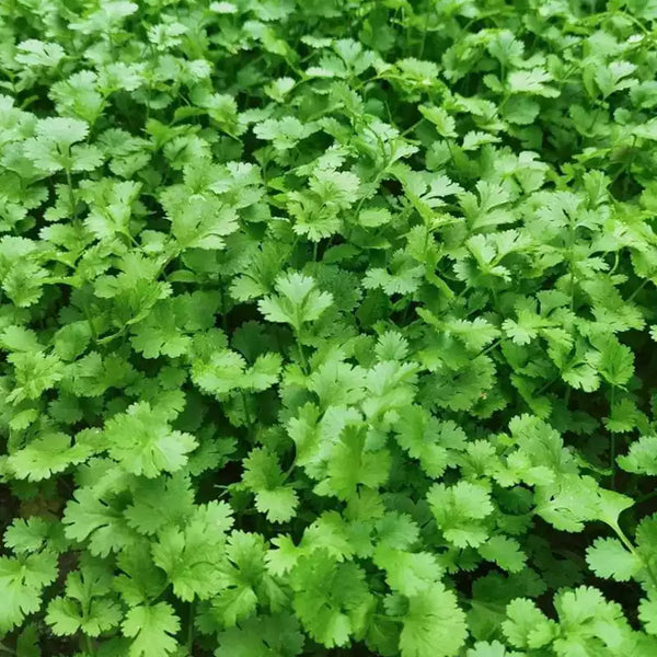 Calypso Cilantro Seeds