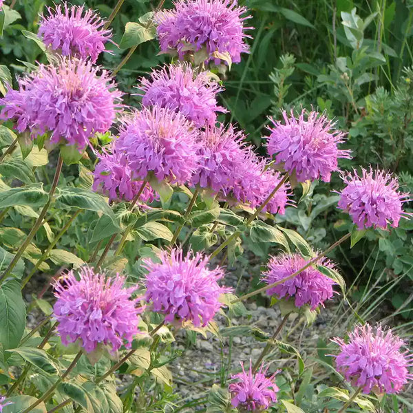 Bee Balm Lemon Mint Seeds