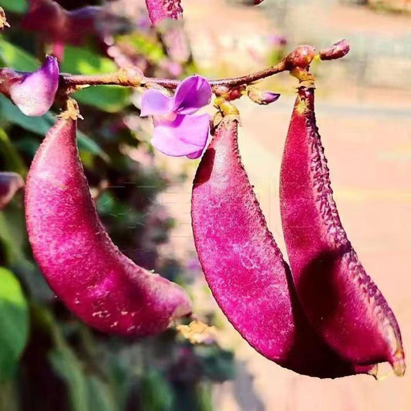 Hyacinth Bean Seeds