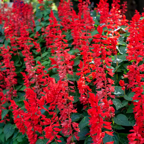 Whopper Lighthouse Salvia Seeds