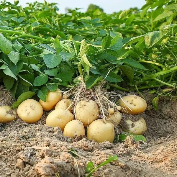 'Golden Globe' Potato - 1 Pound Bag