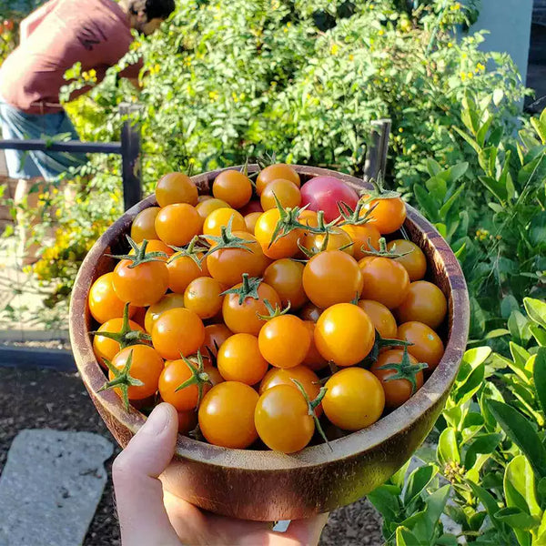 Sun Gold Hybrid Tomato Seeds