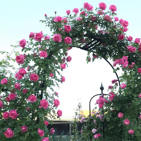 Zephirine Drouhin Climbing Rose