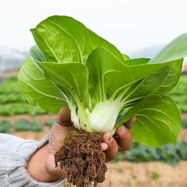 Asian Delight Hybrid Pak Choi Seeds