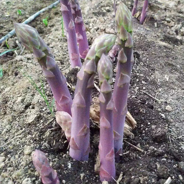 Asparagus Plants Purple Passion