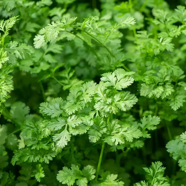 Longstanding Organic Cilantro Seeds