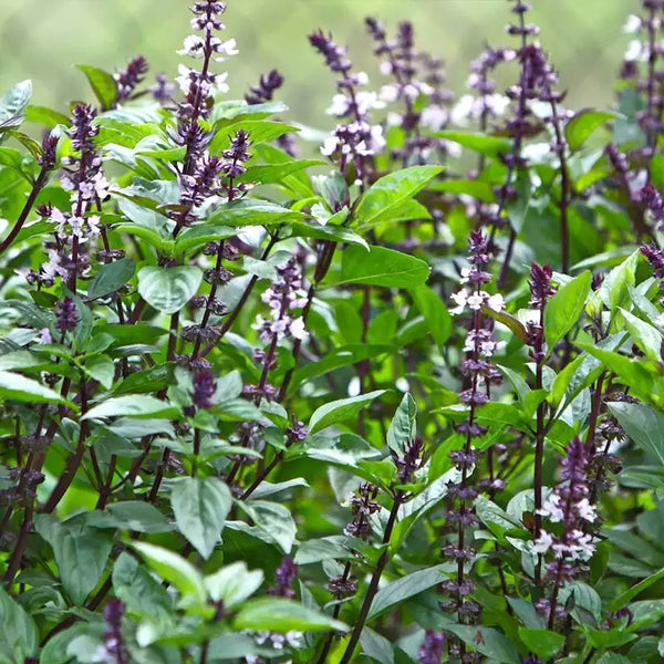 'Cinnamon' Basil Seeds