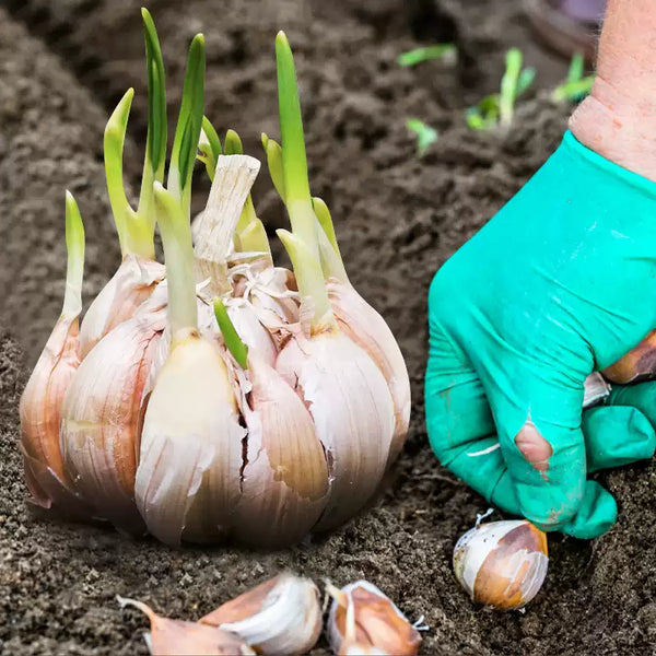 German Extra Hardy Garlic Bulbs