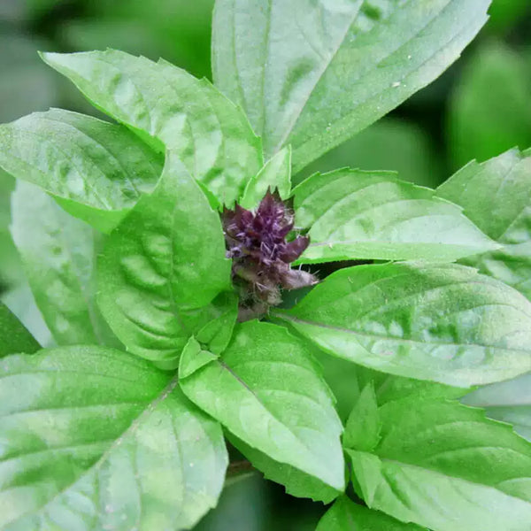 Siam Queen Thai Basil Seeds