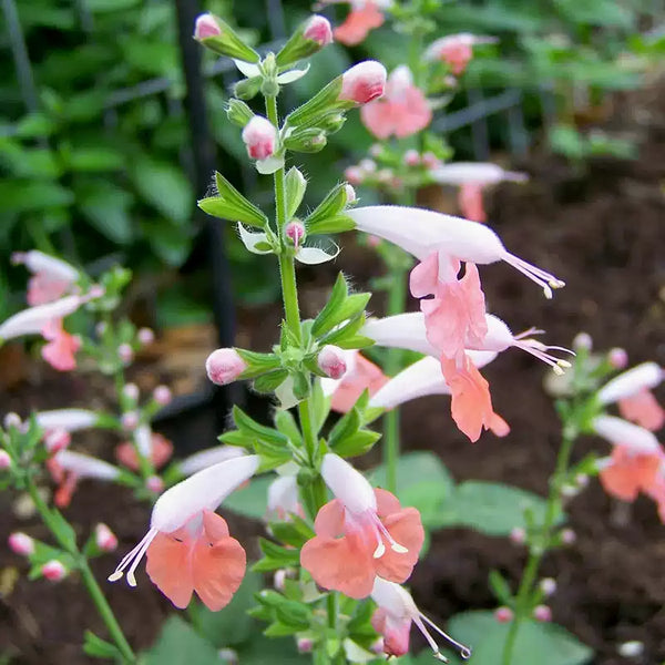 Summer Jewel Pink Salvia Seeds