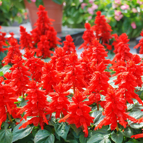 Red Salvia Seeds