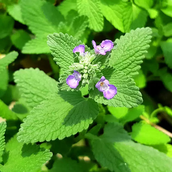 Panther Dark Blue Japanese Catmint Seeds