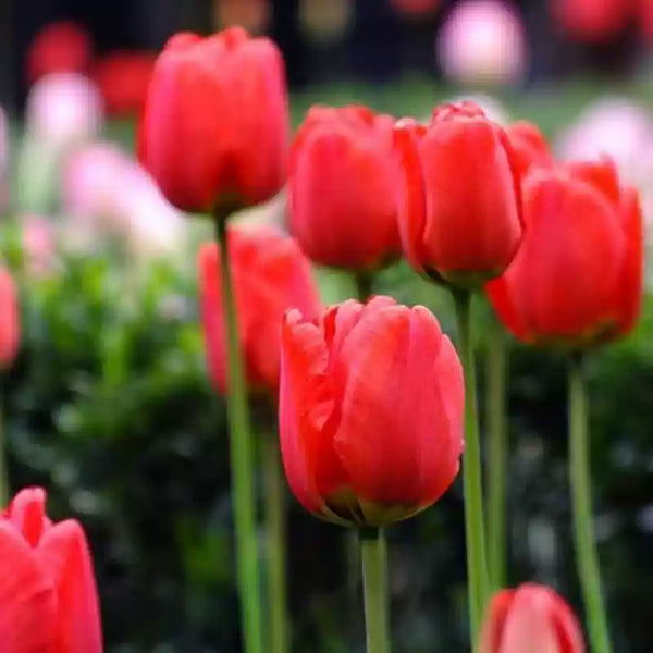 Red Impression Tulip Bulbs