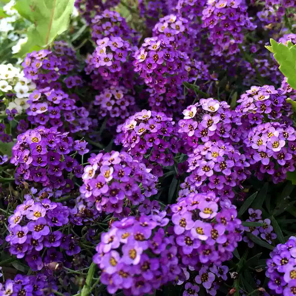 Purple Shades Sweet Alyssum Seeds