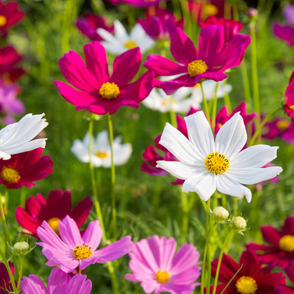 Mix Cosmos Flower Seeds