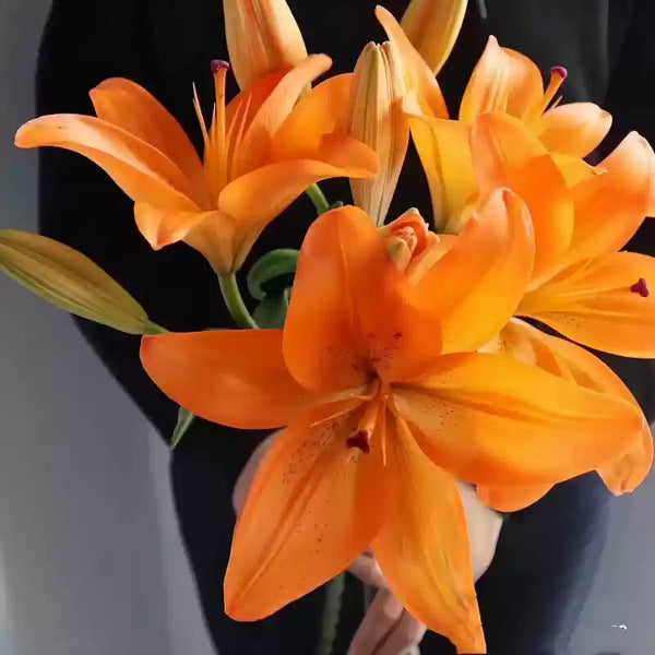 Orange Asiatic Lily Bulbs