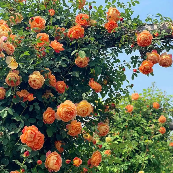 Honey Carame Orange Climbing Roses