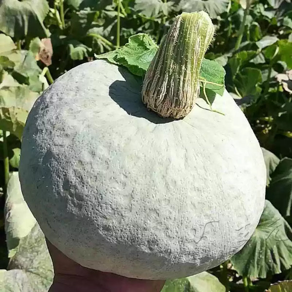 Super Moon F1 Pumpkin Seeds